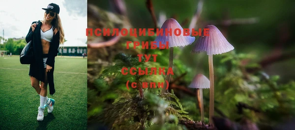 прущие крисы Бородино